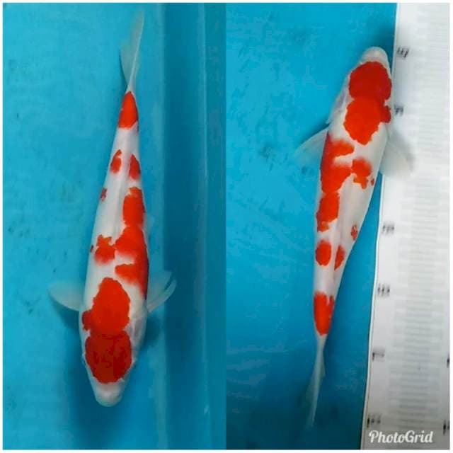 Red kohaku original