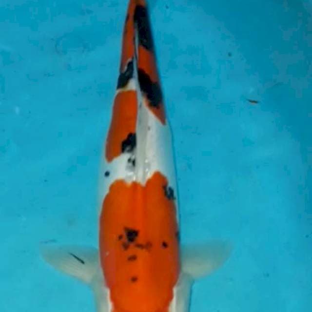 Sanke Doitsu 35 cm