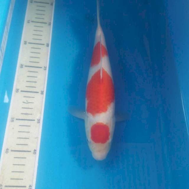 Kohaku 30 cm