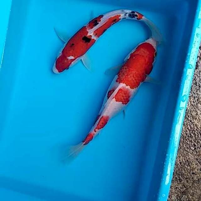 Kohaku sanke