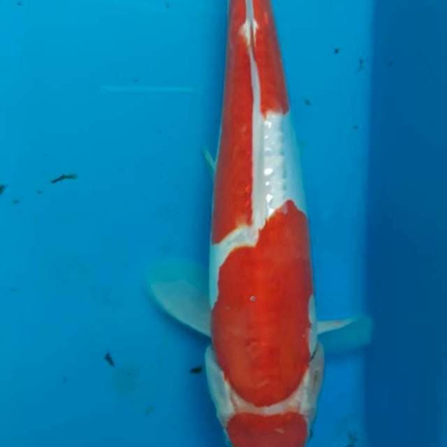 ki kusui 30cm cuting kering 15 hari