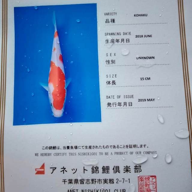 Kohaku import serti anetto