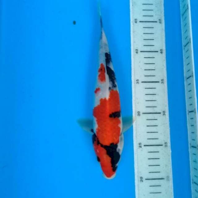 Showa 27cm