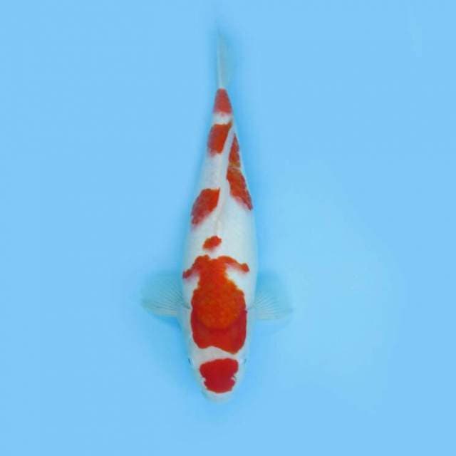 KOHAKU UNIQUE PATTERN JUMBO TOSAI F1