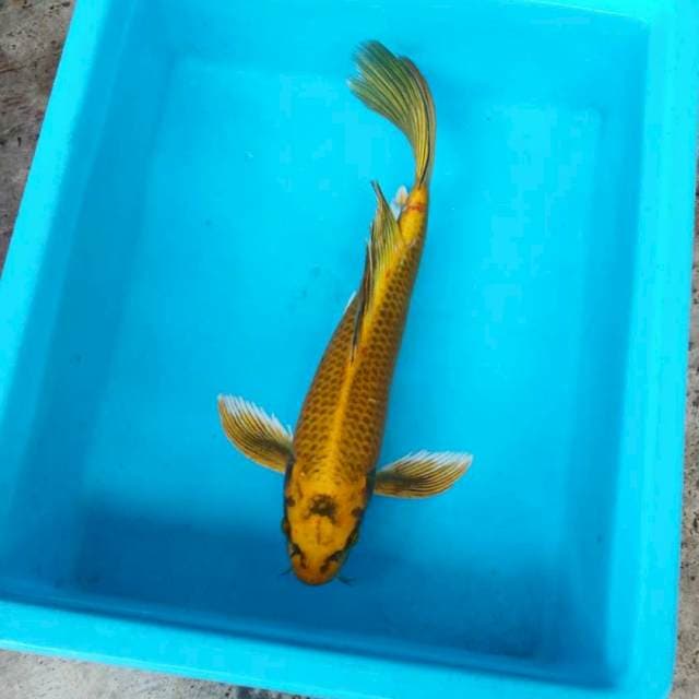 NJK - KUMPAY GOLD MUKASI