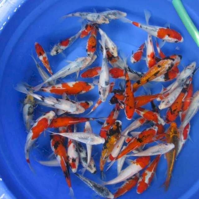 Paket Baby koi 10-17 cm 60 ekor