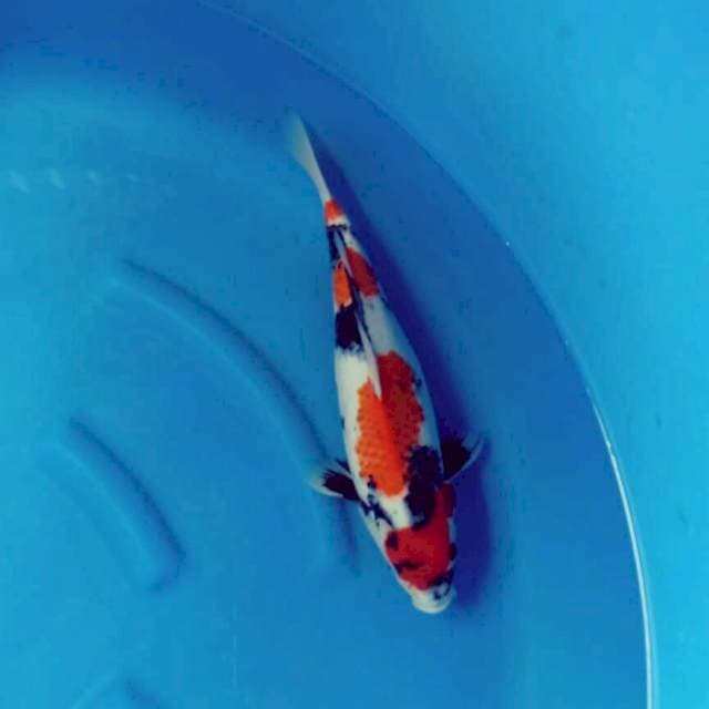 Showa 40 cm