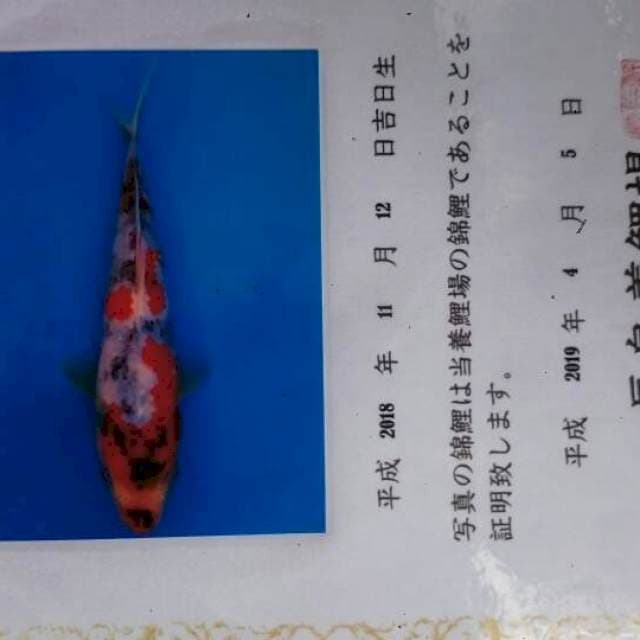 Shiro utsuri impor mutasi dari showa
