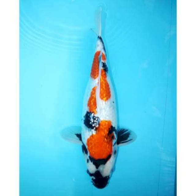 SHOWA GINRIN 31 CM