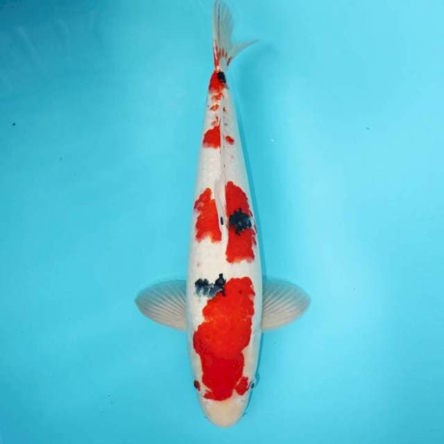 SANKE 48 CM