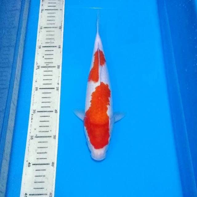 35bu kohaku nidan kiwa sip banget