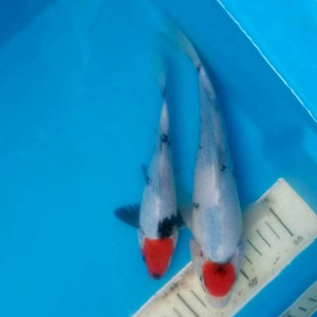 DUO TANCO
