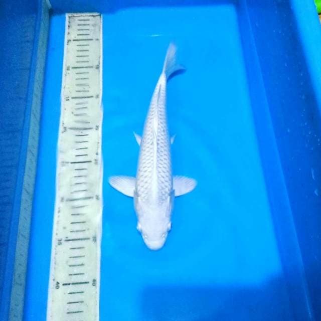 31cm male platinum