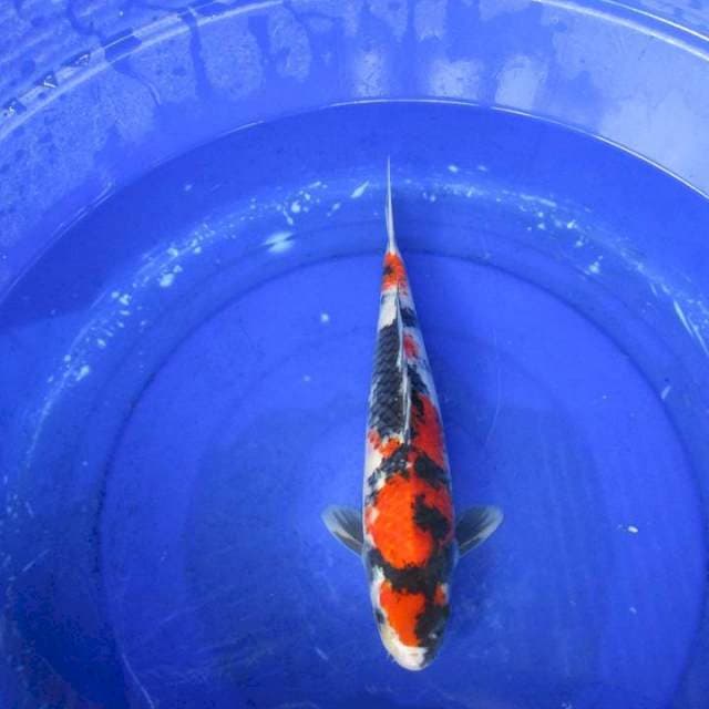 Showa male ±37cm