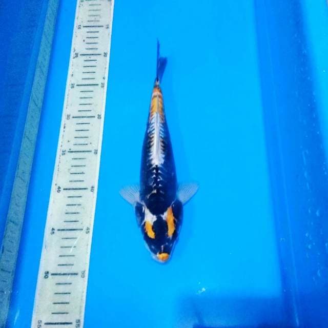 Kabuto unik koleksi