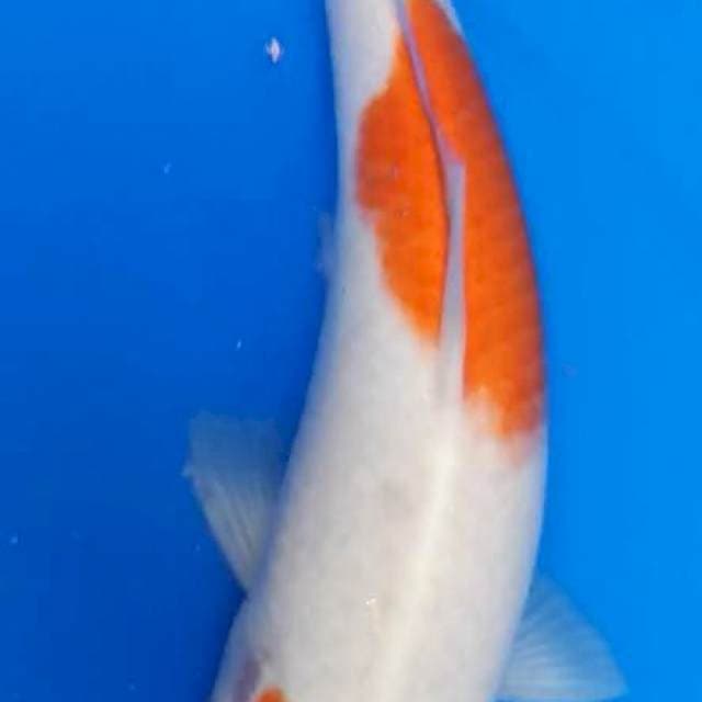 Kohaku 2 Step