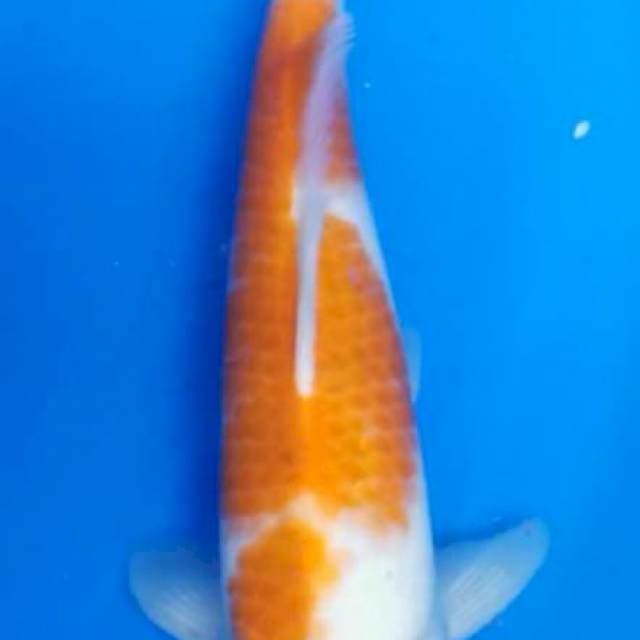 Kohaku