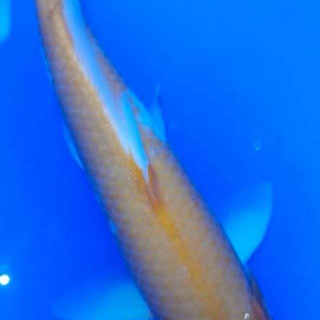 Karashi