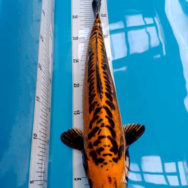 ANTIK KIGOI 38cm