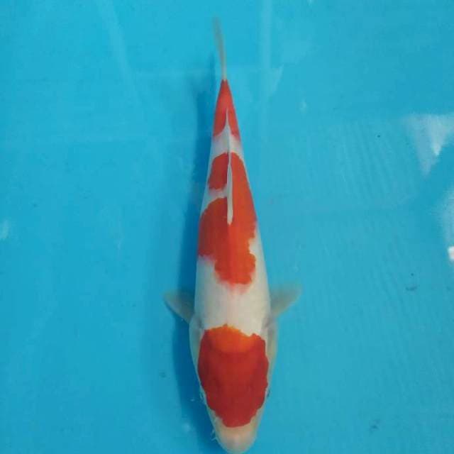 Kohaku 30 cm