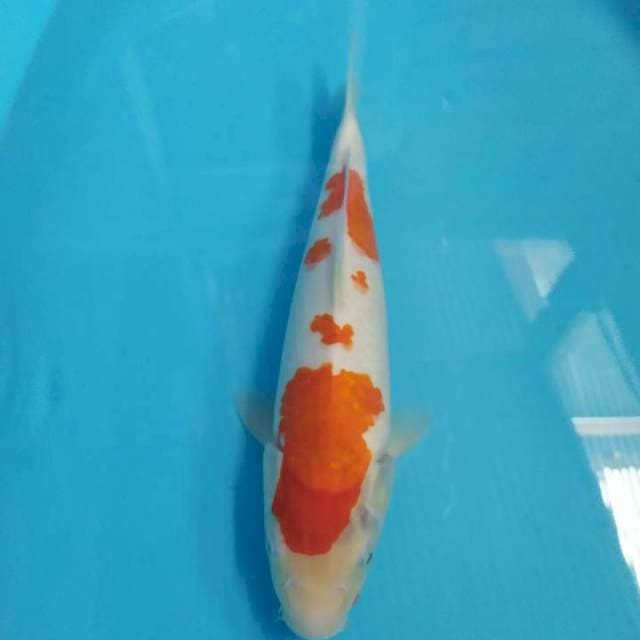 Kohaku 35 cm