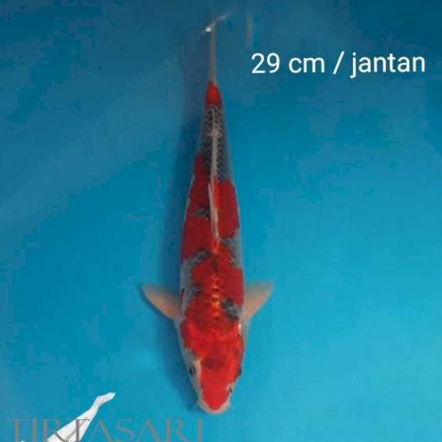 Goshiki merah 29 cm jantan