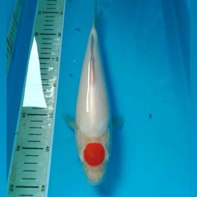 Tanco 31 cm