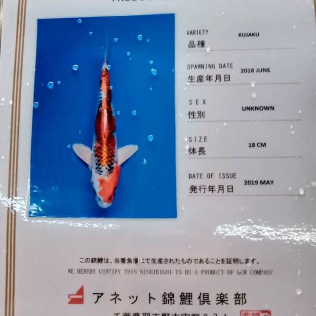 Kujaku import anetto serty