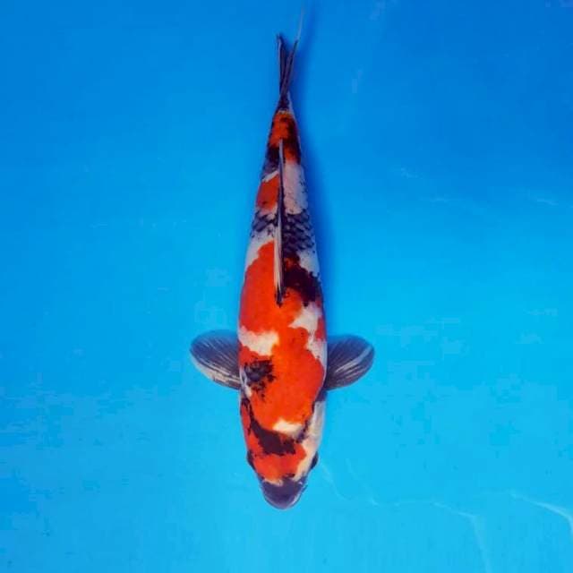 SHOGUN 1 - SHOWA EVOLUTION ®