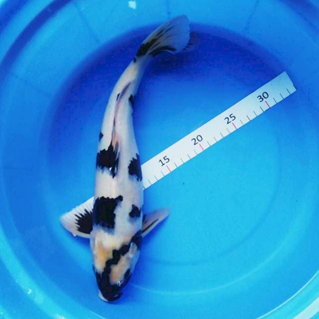 Shiro 36cm male