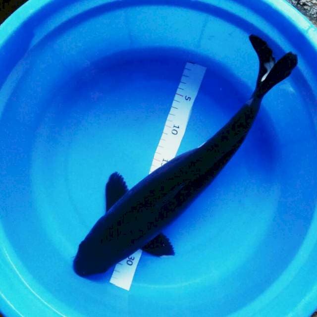 Black hajiro 41cm