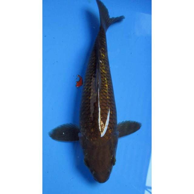 CHAGOI GINDRIN 27CM
