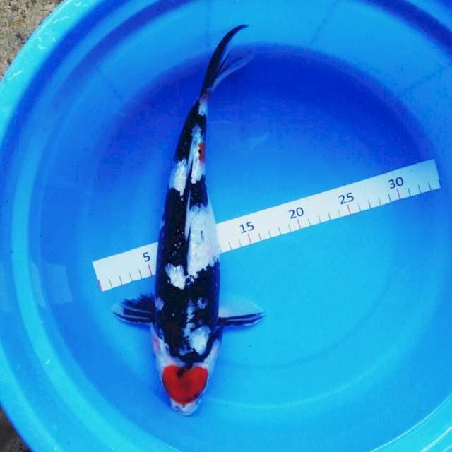 Tancho showa ginrin 37cm