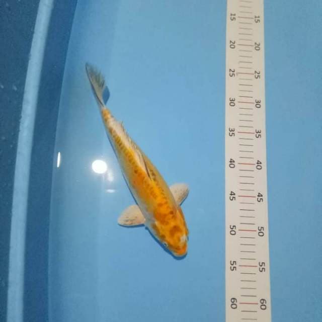 Hariwake 30 cm