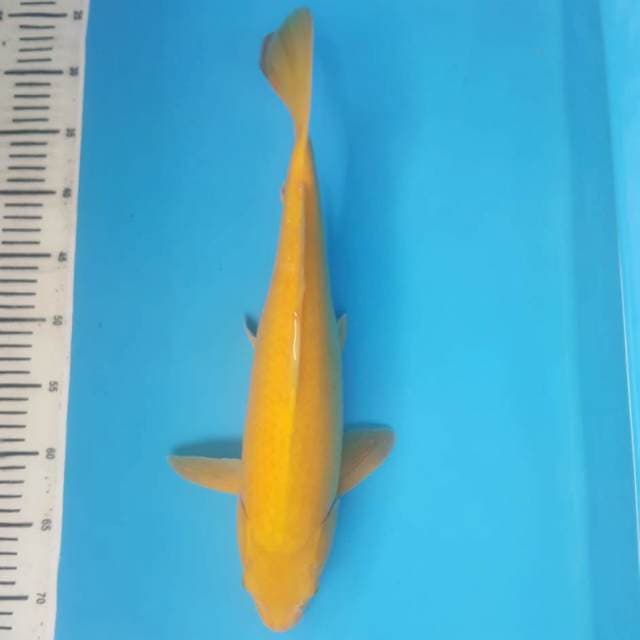 KARASHI OICHI 44cm