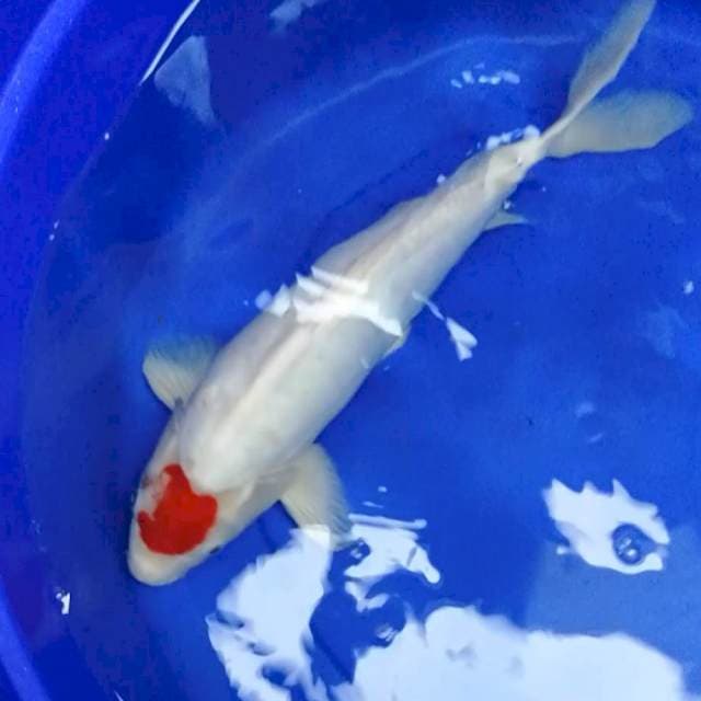 doitsu Tancho kohaku 45 cm