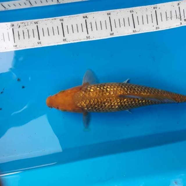 cagoi ful ginrin34cm