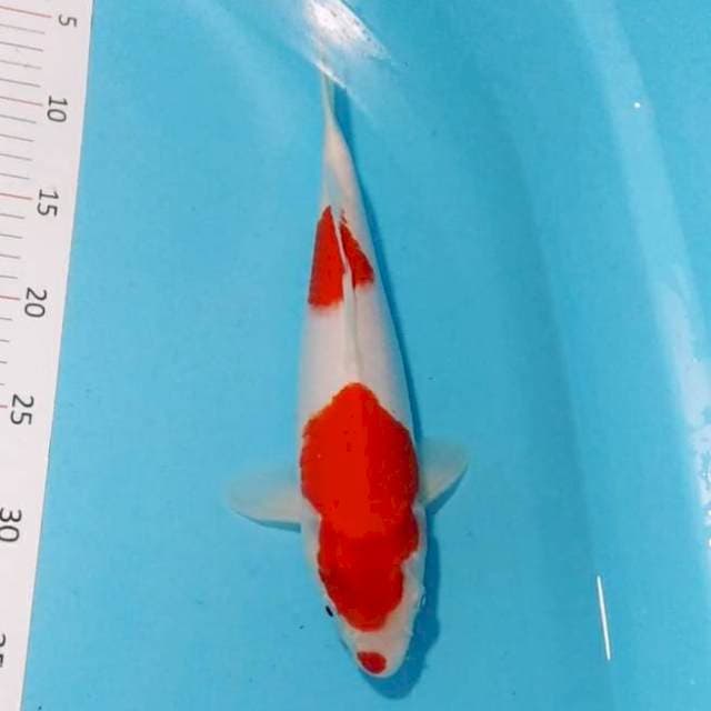 Kucibeni 29cm