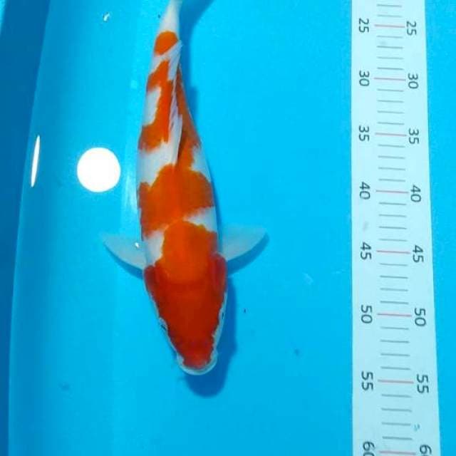 Kohaku 35 cm