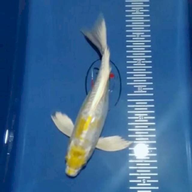 Sleyer hariwake 29cm