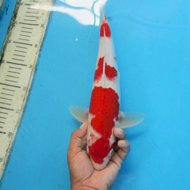 Kohaku Beni strong