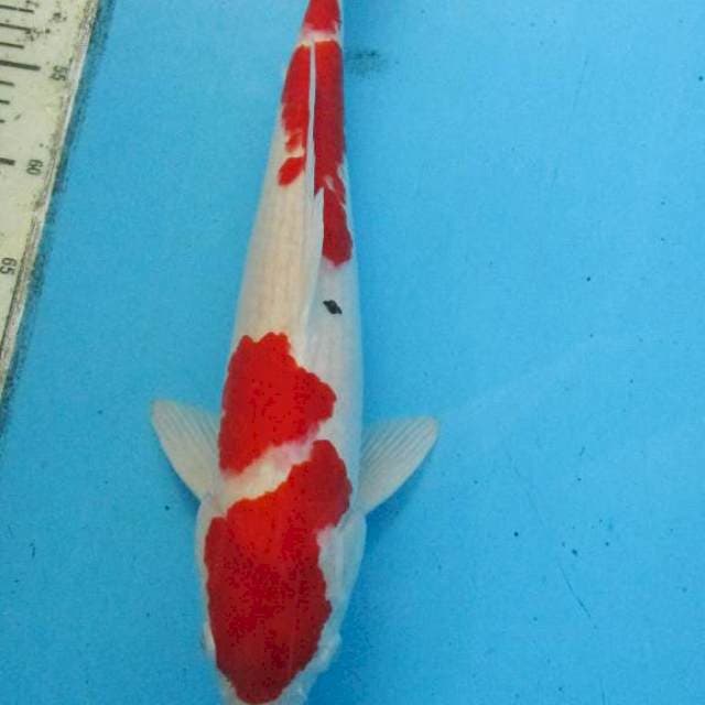 Male Sanke 43 cm