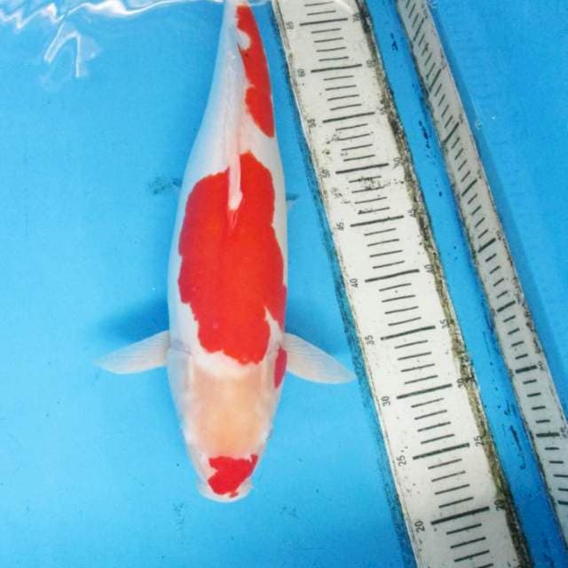 50 cm Kohaku doitsu calon induk