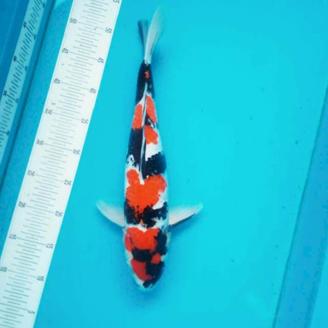 Showa sansoku 42cm/Female