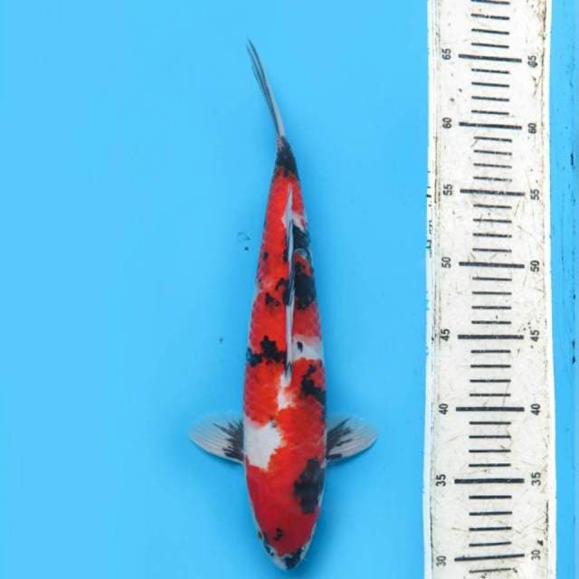 35cm male , Red Showa Sanshoku Mantap