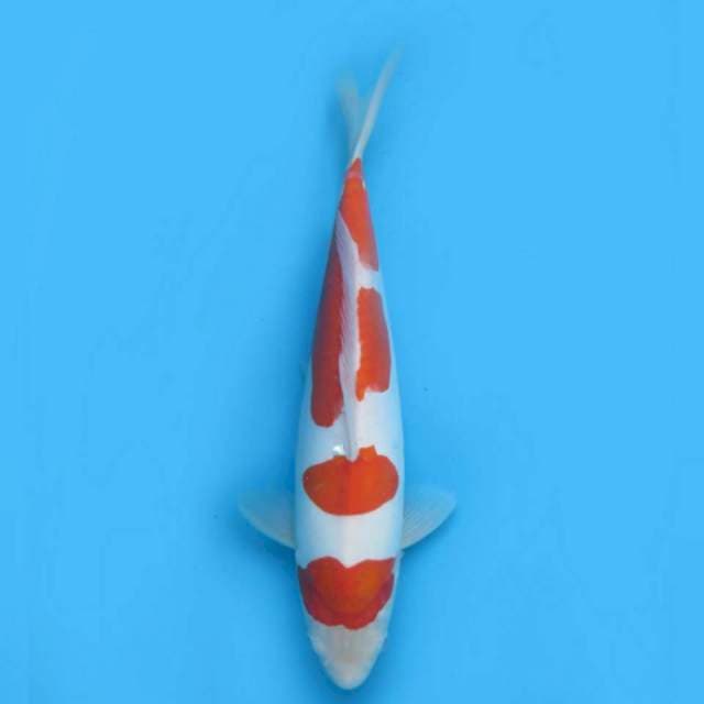 37cm fml - Nagoya Kohaku Doitsu Murni