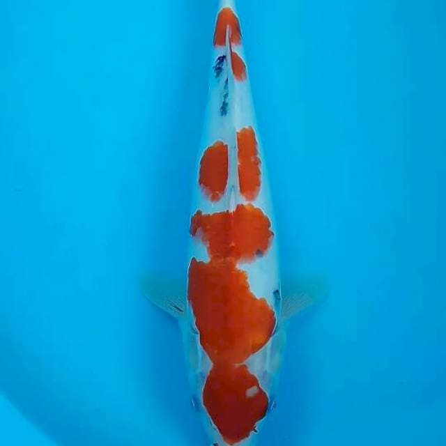 Sanke maruten juos 31cm