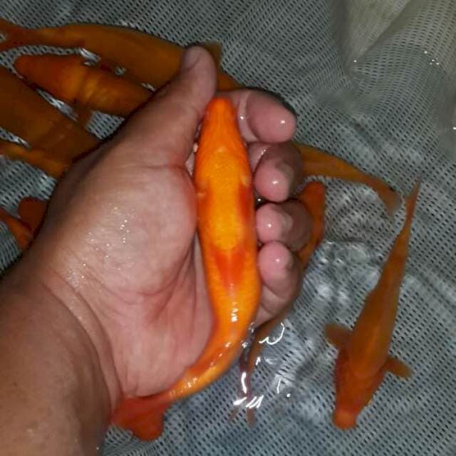 benigoi tembus perut 10 ekor. 15 bu