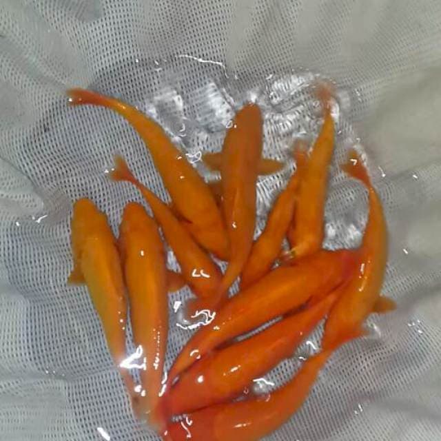 benigoi tembus perut 10 ekor. 15 bu