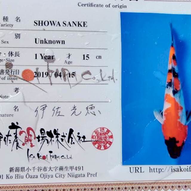 Showa import isa farm